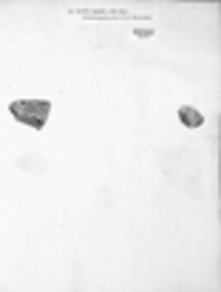 Diplotomma epipolium image
